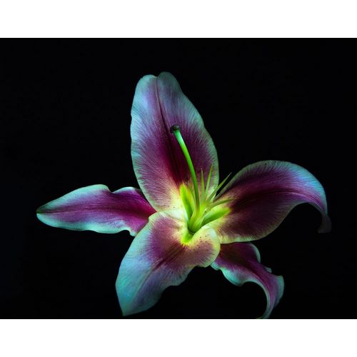 A Stargazer Lily against black background-light painted